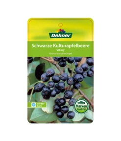 Apfelbeere, Aronia 'Viking' 10 Apfelbeere, Aronia 'Viking' -Gartenbedarfsgeschäft 00000000 Aronia melanocarpa Viking 2016 1