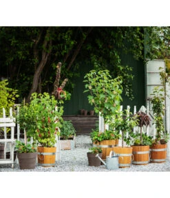 Küferei Kardos Robinienkübel, Rund -Gartenbedarfsgeschäft 1709096 1709401 1709443 1709732 1709807 1710037 WE MO 002 Robinienkuebelrund