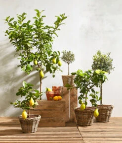 Olive, Ministamm -Gartenbedarfsgeschäft 20180919 PR MO 001 citrusT18