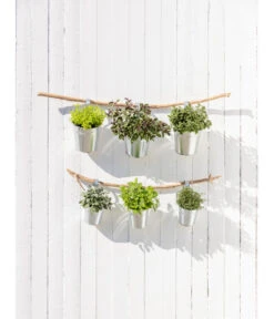 Dehner Gourmet Garten Strauchbasilikum 'Magic Blue' -Gartenbedarfsgeschäft 20181011 PR MO 003 Kraeuter 04 1