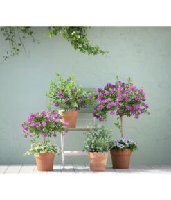 Kreuzblume, Stämmchen -Gartenbedarfsgeschäft 20190418 PR MO 01 KuebelpflanzenPolygalaEucalyptus GC05 01