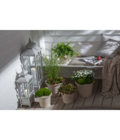 Efeu, Grün -Gartenbedarfsgeschäft 20190920 PR MO 002 Herbststart Skimmia GC 18 2020