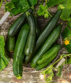 Mini Schlangengurke 10 Mini Schlangengurke -Gartenbedarfsgeschäft 20200722 8830747 8831000 WE MO 001 GurkeEtikett