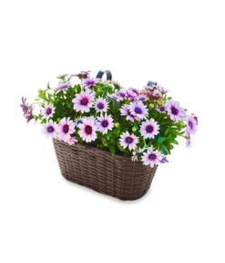 Dehner Polyrattan-Hängekasten, Braun, 30 X 16 X 26 Cm -Gartenbedarfsgeschäft 2467728 WE FS 002 PolyrattanHaengetopf30cm