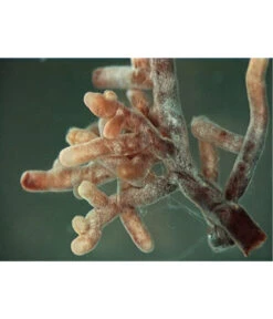 Mykorrhiza Soluble, 30 G -Gartenbedarfsgeschäft 2537132 2360626 WE FS 001 MykorrhizaaufWurzel