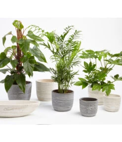 Dehner Keramik-Jardiniere Wood, Oval, Ca. B48/H12/T14 Cm -Gartenbedarfsgeschäft 2890713 WE MO 001 TopfWoodGrauCremeFotoshootingUveSauerFebruar2016