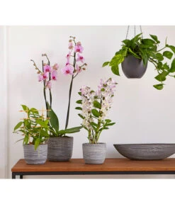 Dehner Keramik-Jardiniere Wood, Oval, Ca. B48/H12/T14 Cm -Gartenbedarfsgeschäft 2890903 PR MO 012 TopfJardiniereWoodGrauUveSauer