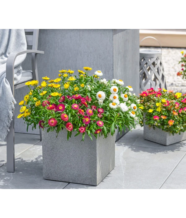 Dehner Polystone-Topf Sydney, Quadratisch, Grau 4 Dehner Polystone-Topf Sydney, Quadratisch, Grau – Bild 2