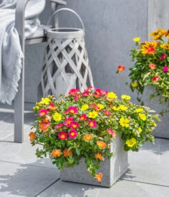 Dehner Polystone-Topf Sydney, Quadratisch, Grau 8 Dehner Polystone-Topf Sydney, Quadratisch, Grau -Gartenbedarfsgeschäft 3920998 3921004 4261632 WE MO 002 DehnerPolystoneTopfSydneyquadratischgrau