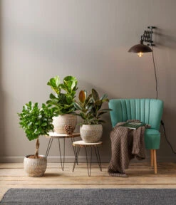 Dehner Keramik-Jardiniere Lana, Oval, Braun, Ca. B30/H17/15 Cm -Gartenbedarfsgeschäft 4029906 PR MO 001 TopfJardiniereLatinaCremeGrau