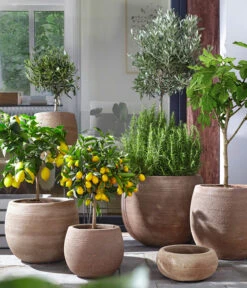 Olive, Ministamm -Gartenbedarfsgeschäft 4067054 4067088 4067112 WE MO 003 TerrakottaTopfBalloonGC07