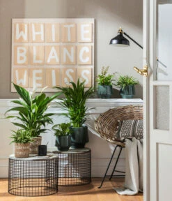 Goldfruchtpalme - Dypsis Lutescens -Gartenbedarfsgeschäft 4099883 PR MO 001 TopfElsaPetrolKorbPapette