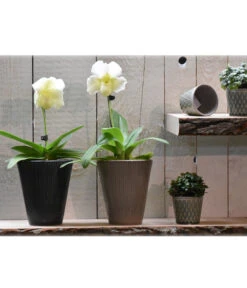 Dehner Keramik-Übertopf Elliot, Konisch, Ca. Ø14 Cm 7 Dehner Keramik-Übertopf Elliot, Konisch, Ca. Ø14 Cm -Gartenbedarfsgeschäft 4103321 PR MO 001 4103313 4057022 OrchideentopfElliotTaupeGranitTopfLisaMiniGruen