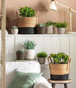 Dickblatt - Crassula Cultivars, Verschiedene Sorten -Gartenbedarfsgeschäft 4106035 6904783 4106043 6938864 4439196 WE MO 001 TopfLinaKorbRob