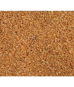 Dehner Kanariensaat, 1 Kg -Gartenbedarfsgeschäft 413609 BildD 001 DehnerQualitaetsfutterKanariensaatKanariensaat1Kg