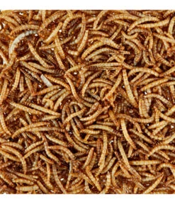 Dehner Natura Wildvogelsnack Getrocknete Mehlwürmer -Gartenbedarfsgeschäft 425595 WE D 001 NaturaGetrockneteMehlwuermer80g