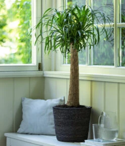 Elefantenfuß, In Seegras-Korb -Gartenbedarfsgeschäft 4439089 4439022 WE MO 003 KorbIgmarGrau