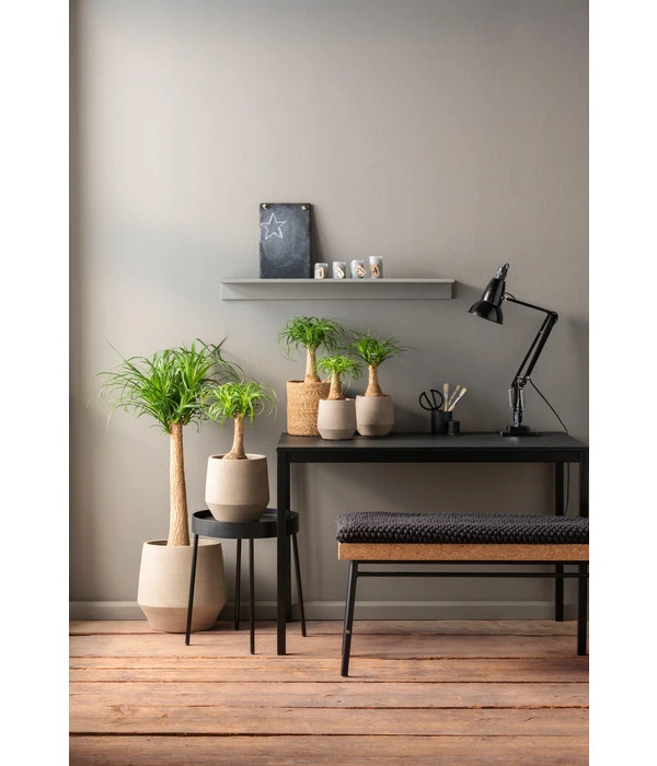 Dehner Keramik-Übertopf Humus, Bauchig, Beige 4 Dehner Keramik-Übertopf Humus, Bauchig, Beige – Bild 2