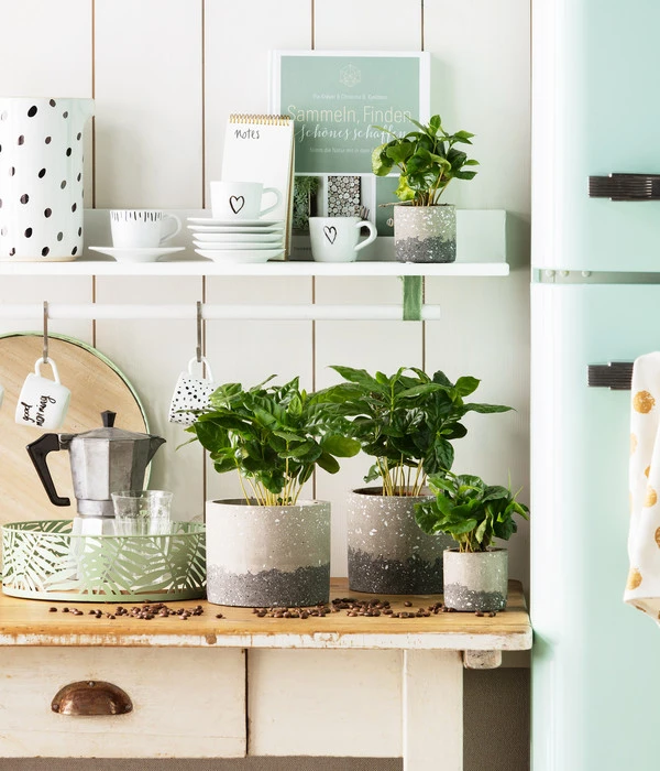 Kaffeepflanze - Coffea Arabica 4 Kaffeepflanze - Coffea Arabica – Bild 2