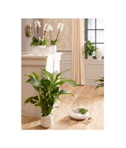 Dehner Keramik-Jardiniere Lustrinado, Oval, Ca. B32/H18/T15 Cm 7 Dehner Keramik-Jardiniere Lustrinado, Oval, Ca. B32/H18/T15 Cm -Gartenbedarfsgeschäft 5174586 PR MO 001 ExklusivSerieLustrinadoWeiss