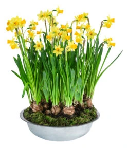 Narzissen Tête à Tête' In Zinkschale, Ca. Ø29 Cm -Gartenbedarfsgeschäft 6019111 WE FS 001 ZinkschaleNarzisse29cm