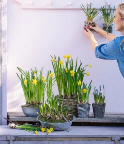 Narzissen Tête à Tête' In Zinkschale, Ca. Ø29 Cm -Gartenbedarfsgeschäft 6019111 WE MO 001 ZinkschaleNarzissen