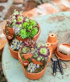 Hauswurz-Arrangement Terra Garten, In Terrakotta-Topf -Gartenbedarfsgeschäft 6023345 6441240 WE MO 001 HauswurzTerraGarten