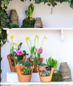 Hauswurz-Arrangement Terra Garten, In Terrakotta-Topf -Gartenbedarfsgeschäft 6023345 WE MO 001 TerraGartenSempervivum