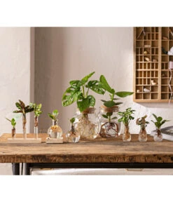 Waterplant Balsamapfel Im Kugelglas - Clusia Rosea 'Princess', Mit LED -Gartenbedarfsgeschäft 6125066 WE MO 001 WaterPlants 1