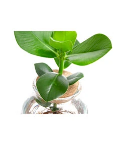 Waterplant Balsamapfel Im Kugelglas - Clusia Rosea 'Princess', Ca. 30 Cm -Gartenbedarfsgeschäft 6125082 WE DE 001 WaterPlantsClusia12cm