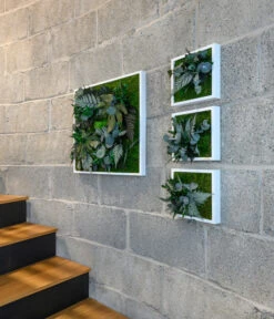 StyleGREEN Bild Aus Wald- Und Kugelmoos, Quadratisch, Ca. B55/H55/T17 Cm -Gartenbedarfsgeschäft 6429815 WE MO 001 Pflanzenbild55x55cm