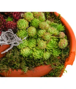 Hauswurz-Arrangement Terra Garten, In Terrakotta-Topf -Gartenbedarfsgeschäft 6441240 WE DE 001 Terra Garten19cmSemp