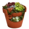 Hauswurz-Arrangement Terra Garten, In Terrakotta-Topf -Gartenbedarfsgeschäft 6441240 WE FS 001 Terra Garten19cmSemp