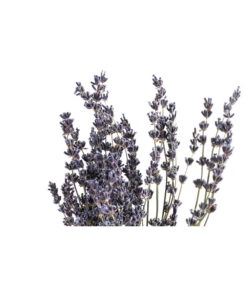 Trockenblumenbund Lavendel -Gartenbedarfsgeschäft 6491682 PR DE 001 LavendeltiefblauBund DehnerExpressHerzig