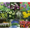 Dehner Blumenzwiebel 5 Monate Blütenpracht, 200 Stk. -Gartenbedarfsgeschäft 6617286 WE MO 001 DehnerBlumenzwiebel5MonateBlumenpaket