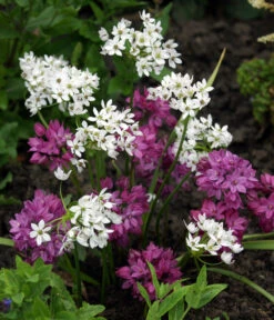 Dehner Blumenzwiebel 5 Monate Blütenpracht, 200 Stk. -Gartenbedarfsgeschäft 6617286 WE MO 002 DehnerBlumenzwiebel5MonateBlumenpaket