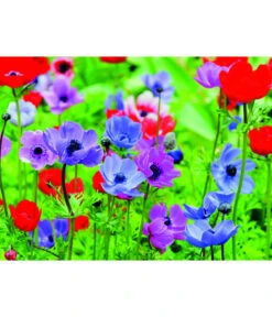 Dehner Blumenzwiebel 5 Monate Blütenpracht, 200 Stk. -Gartenbedarfsgeschäft 6617286 WE MO 003 DehnerBlumenzwiebel5MonateBlumenpaket