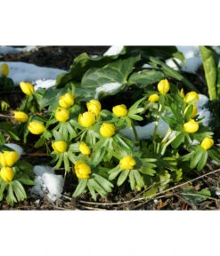 Dehner Blumenzwiebel 5 Monate Blütenpracht, 200 Stk. -Gartenbedarfsgeschäft 6617286 WE MO 004 DehnerBlumenzwiebel5MonateBlumenpaket