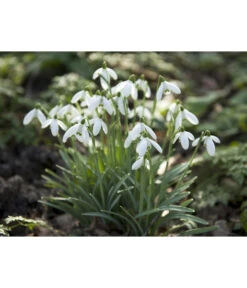 Dehner Blumenzwiebel 5 Monate Blütenpracht, 200 Stk. -Gartenbedarfsgeschäft 6617286 WE MO 006 DehnerBlumenzwiebel5MonateBlumenpaket