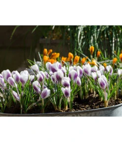 Dehner Blumenzwiebel 5 Monate Blütenpracht, 200 Stk. -Gartenbedarfsgeschäft 6617286 WE MO 008 DehnerBlumenzwiebel5MonateBlumenpaket