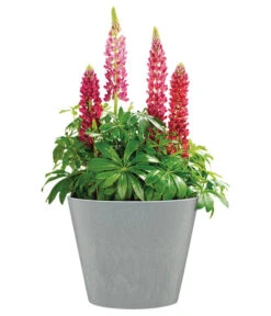 Scheurich Kunststoff-Topf Purista+, Rund -Gartenbedarfsgeschäft 6700488 WE FS 002 ScheurichKunststoffTopfPuristarund