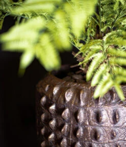 Fleur Ami Kunststoff-Topf Croc, Konisch, Bronze, Ca. Ø47/H56 Cm -Gartenbedarfsgeschäft 6758999 WE MO 002 FleurAmiPflanzgefaessCroc