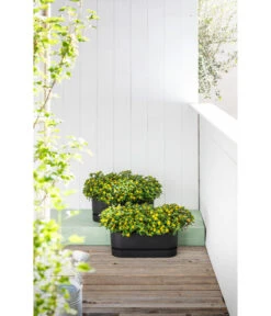 Elho Kunststoff-Topf Greenville, Ca. B20/B18/T49 Cm -Gartenbedarfsgeschäft 6768964 WE MO 002 ElhoKunststoffTopfGreenville