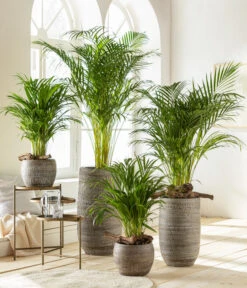 Goldfruchtpalme - Dypsis Lutescens -Gartenbedarfsgeschäft 6799894 6799910WE MO 001 VaseLanaBraun