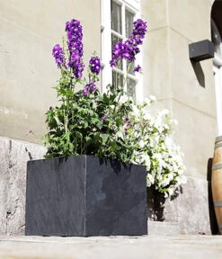 Climaqua Schiefer-Kasten Recto, Rechteckig 8 Climaqua Schiefer-Kasten Recto, Rechteckig -Gartenbedarfsgeschäft 6877898 WE MO 001 ClimaquaSchieferKastenRectorechteckig