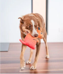 Red Dingo Hundespielzeug DURABLES Toys Känguru -Gartenbedarfsgeschäft 6912398 WE MO 004 RedDingoSpzKanguru