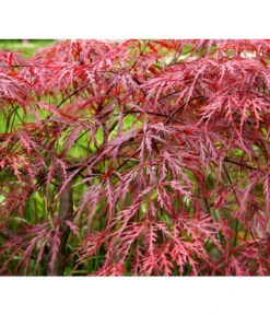 Dunkelroter Schlitz-Ahorn 'Dissectum Garnet' -Gartenbedarfsgeschäft 7015761 PR MO 001 DunkelroterSchlitzAhornAcerPDGarnetRetu