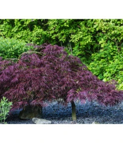 Dunkelroter Schlitz-Ahorn 'Dissectum Garnet' -Gartenbedarfsgeschäft 7015761 PR MO 002 AcerPalmatumDissectumGarnetLucknerRetu