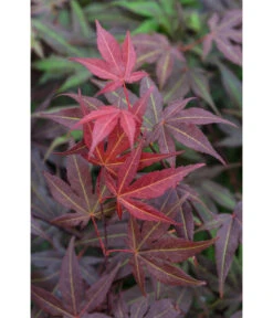 Roter Fächerahorn 'Atropurpureum' -Gartenbedarfsgeschäft 7016538 PR DE 002 AcerPalmatumAtropurpureumLuckner