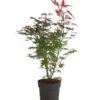 Roter Fächerahorn 'Atropurpureum' -Gartenbedarfsgeschäft 7016538 PR FS 001 AcerAhornAtropurpureum3LDehnerExpressHerzig